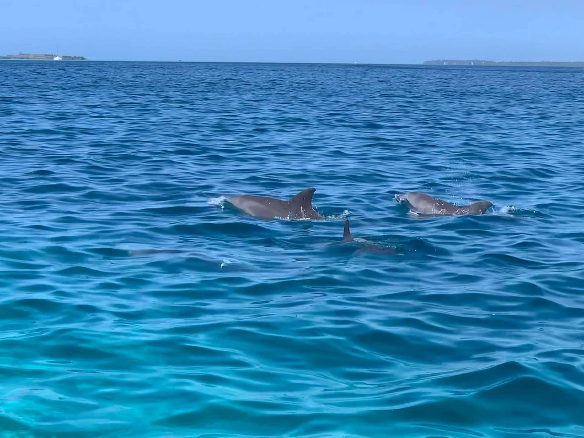 Dauphins nageant près du speedboat