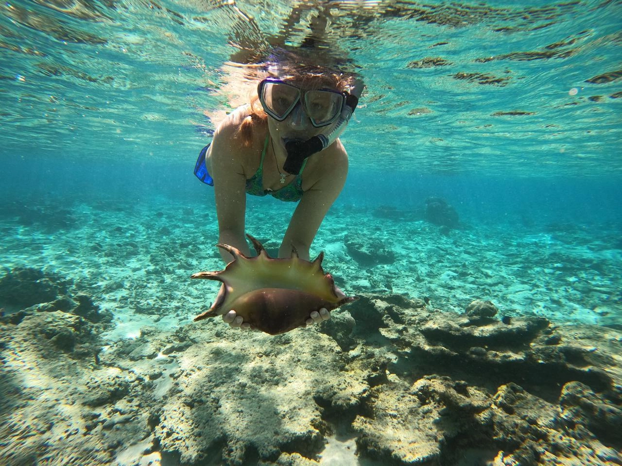 Snorkeling avec un coquillage géant
