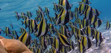 boat trip in mauritius